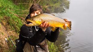 MEGA Goulburn River Brown Trout [upl. by Ambur]