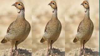 Grey male and female voice calling boli  Teetar sound  Grey partridge pair voice hunting  Irani [upl. by Nager]