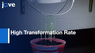 FloralDip Transformation Flax To Generate Transgenic Progenies l Protocol Preview [upl. by Noraa]