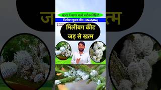 मीलीबग का तुंरत सफाया  Mealybug Treatment  Mealybug insecticide  bhartiyakisan shorts farming [upl. by Heydon542]