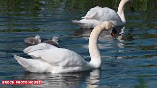 SWAN FAMILY WITH TWO CYGNETS PITFOUR LAKE [upl. by Tacye34]