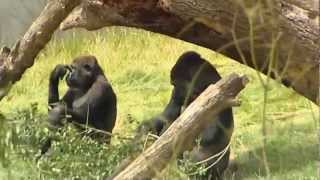 Touching footage Gorilla brothers reunited at Longleat after three years apart [upl. by Keyes212]