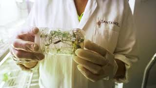 Santanol  Nursery in Kununurra Western Australia [upl. by Enifesoj]