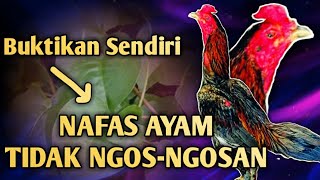 Bisa Menguatkan Nafas Ayam Inilah Beberapa Manfaat Daun Binahong [upl. by Htennaj]