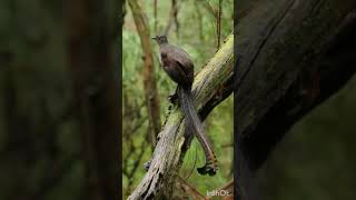 Masteran top lyrebird [upl. by Altman]