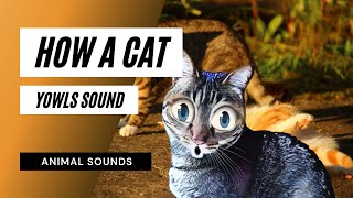 How A Cat Yowls Sound  how a cat yowls sound  sound effect  animation [upl. by Alokin331]