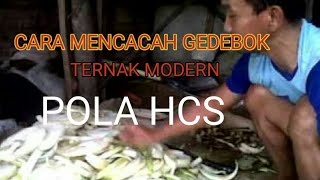 PAKAN TERNAK MODERN POLA HCS I CARA MENCACAH GEDEBOG I BAGEDOR [upl. by Willette]