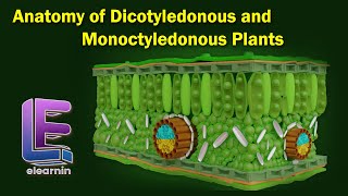 Anatomy of Dicotyledonous and Monoctyledonous  Anatomy of Flowering Plants  Class 11 Biology [upl. by Oiramej]