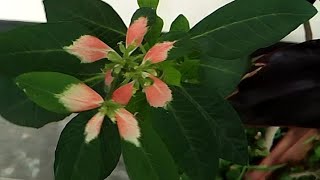 Euphorbia cyathophora viralviralshort new shortvideobeautifulnice beauty viralreels shorts [upl. by Yelyk]