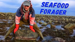 A Seafood Delicacy  The Green Ormer Haliotis Tuberculata  Foraging The Seashore At Low Tide [upl. by Seroka]