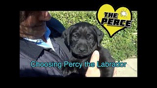 Choosing our black Labrador puppy  Percy so cute [upl. by Richy]