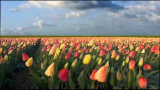 Tip Toe Through The Tulips  Free Ringtone Download [upl. by Saunderson]