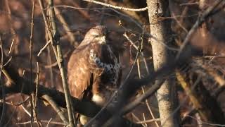 Poiana Buteo buteo [upl. by Llejk]