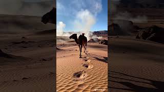 Camel Walking in Dessertannimation video foryou fypシ゚viral [upl. by Ofilia]