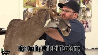 Taxidermy Training Videos Promo [upl. by Denys596]