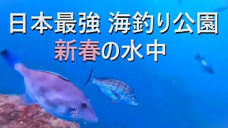 【調べてみた】海釣り公園とっとパークの水中がすごい！ [upl. by Zumwalt]