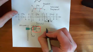 NLinked Glycosylation Part 2 [upl. by Andromeda159]