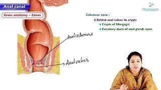 18 Anatomy of Anal canal  MBBS Lecture [upl. by Otter326]