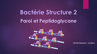 Bactérie Structure 2 PAROI BACTERIENNE et PEPTIDOGLYCANE [upl. by Canada]