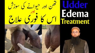 Udder Edema Treatment 2023  Oedematous Mastitis  Hawana ka Masla [upl. by Sucramel]