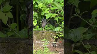 🇱🇰Waterhen in the garden birds nature [upl. by Farleigh]