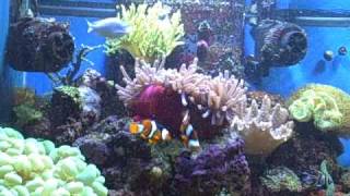 Enchanted Aquarium  H Magnifica Ritteri Sea Anemone Eating in reef aquarium [upl. by Kalie]