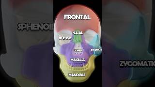 Skull Anatomy 101 Maxilla Nasal Zygomatic Lacrimal Bones [upl. by Drud958]