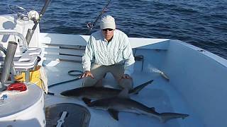 Dusky amp Sandbar Shark Identification [upl. by Alonso]