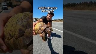 Turtles or Snakes Which Do Cars Swerve to Hit More [upl. by Anauj735]