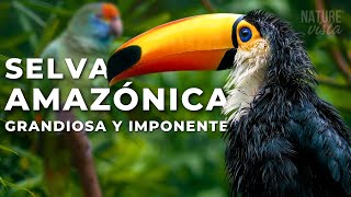 LA GRANDIOSA AMAZONIA  Un Viaje Extraordinario  Documental Completo [upl. by Aliwt]