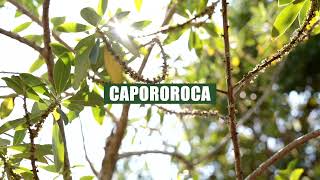 Capororoca Myrsine coriacea [upl. by Ennaoj]