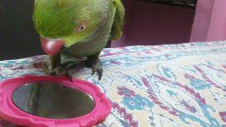 Green parrot talking in Tamil fluently [upl. by Milt]