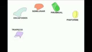 OSTEOLOGIA Miembro superior 5 Diagnostico X [upl. by Rhoades]