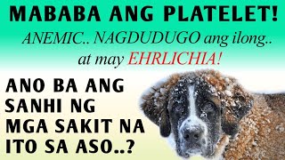 MABABA ang PLATELET COUNT ng ASO  BLOOD PARASITES in DOGS NAGDUDUGO ang ILONG ng ASO  ehrlichia [upl. by Tenaj]