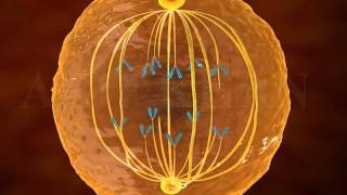 Basic Atomic Structure A Look Inside the Atom [upl. by Aztilay]