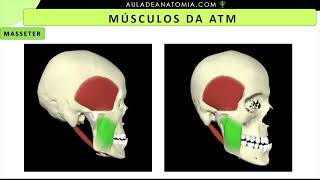 MÚSCULOS DA ATM medicina anatomia anatomy medico fisioterapia anato odontologia odonto [upl. by Letitia844]