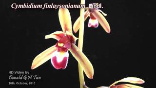 Cymbidium finlaysonianum [upl. by Liebman]