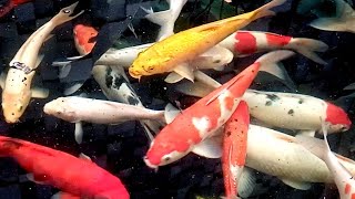 IKAN KOI FISH Warna Warni in Pond WATER Sounds Relaxing HD [upl. by Zurek91]