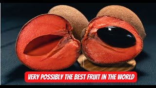 Very Possibly The Best Fruit In The World [upl. by Ahsinot301]