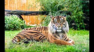 Wroclaw Poland Zoo  4K Cinematic Adventure  Life of Ram Song Telugu Sharath Kumar S S  Pocket3 [upl. by Ioyal]