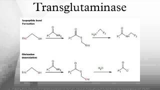 Transglutaminase [upl. by Annehcu]