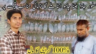 Visit Java Sparrow Setup In Karachi  Karachi Ka Java Home Breed  AH Birds Informative [upl. by Newcomer]