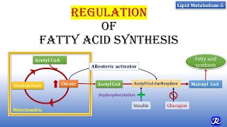 5 Regulation of Fatty Acid synthesis  Lipid Metabolism5  Biochemistry  NJOY Biochemistry [upl. by Enniotna]