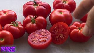 ⟹ Homestead Tomato  Solanum lycopersicum  Tomato Review 2018 [upl. by Navy]