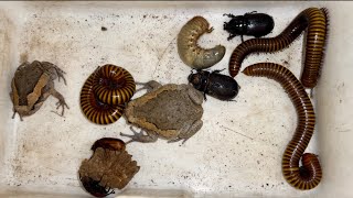 Wonderful Larva Beetles Captured And Red Giant Millipedes and bullfrogs Spotted near Colony Village [upl. by Enilkcaj]