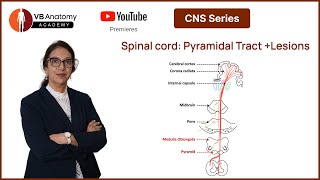 Spinal cord Pyramidal Tract  Lesions [upl. by Odnomyar]