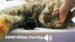 1 HOUR ASMR CAT PURRING  Relaxation  ASMR for Sleep [upl. by Igig]