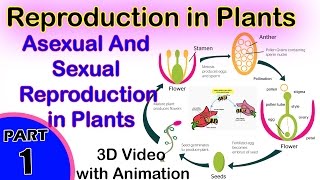 Asexual And Sexual Reproduction in Plants  Reproduction in Plants  12th CBSE Biology [upl. by Ellie]