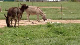 Miniature Donkey KKR Bell Blue [upl. by Johan]