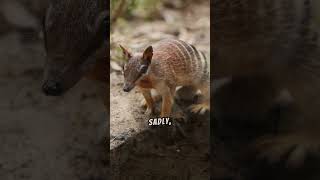 Quick Facts About Numbats You Should Know [upl. by Arres]